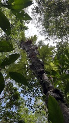 Drynaria quercifolia