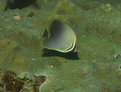 Chaetodon baronessa