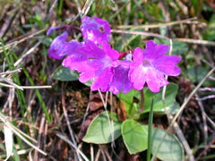 Primula spectabilis