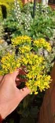Kalanchoe densiflora