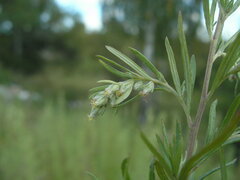 Artemisia umbrosa