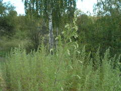 Artemisia umbrosa