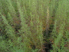 Artemisia umbrosa