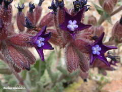 Anchusa undulata