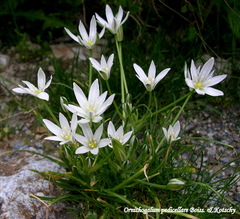 Ornithogalum pedicellare