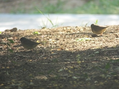 Emberiza spodocephala