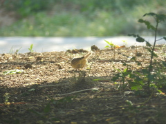 Emberiza spodocephala