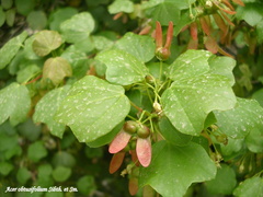 Acer obtusifolium