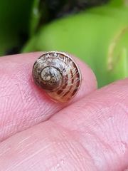 Cornu aspersum