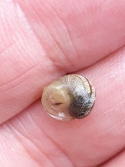 Cornu aspersum