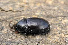 Helopini