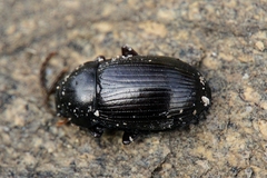 Helopini