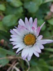 Bellis sylvestris