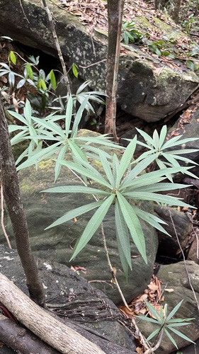 Ficus ischnopoda, photograph 1