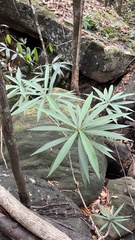 Ficus ischnopoda, photograph (c) Павлик Лисицын, some rights reserved (CC BY)