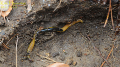 Orobdella tsushimensis