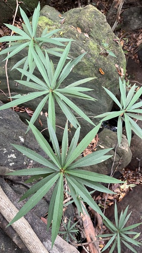 Ficus ischnopoda