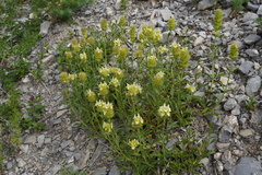 Sideritis hyssopifolia