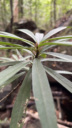 Ficus ischnopoda, photograph 2