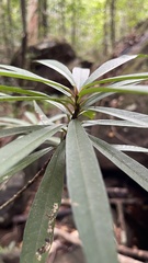 Ficus ischnopoda, photograph (c) Павлик Лисицын, some rights reserved (CC BY)