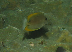 Ctenochaetus tominiensis