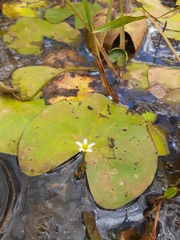 Nymphoides senegalensis