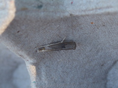 Parapediasia teterrellus