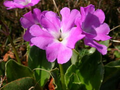 Primula spectabilis