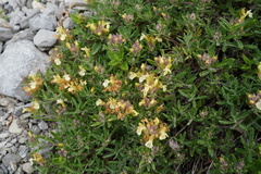 Teucrium montanum