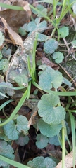 Hydrocotyle bonplandii