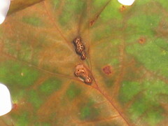 Callirhytis favosa