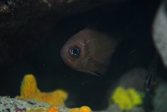 Pempheris klunzingeri