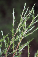 Kunzea linearis