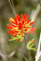 Castilleja coccinea