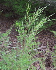 Kunzea linearis