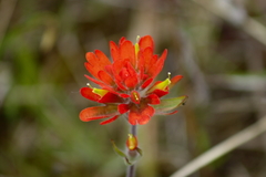 Castilleja coccinea