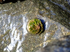 Bembicium auratum