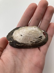 Uniomerus tetralasmus