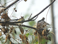 Phylloscopus inornatus