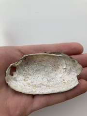 Uniomerus tetralasmus