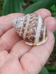 Cornu aspersum