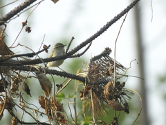 Phylloscopus inornatus