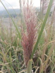 Cortaderia nitida