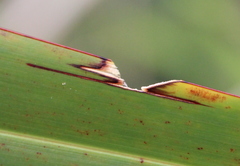 Ichneutica steropastis
