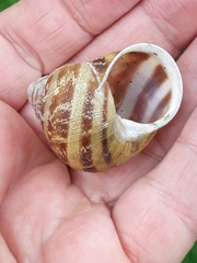 Cornu aspersum