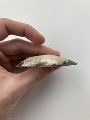 Uniomerus tetralasmus