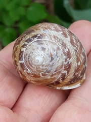 Cornu aspersum