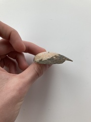 Uniomerus tetralasmus