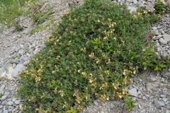 Teucrium montanum