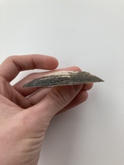 Uniomerus tetralasmus